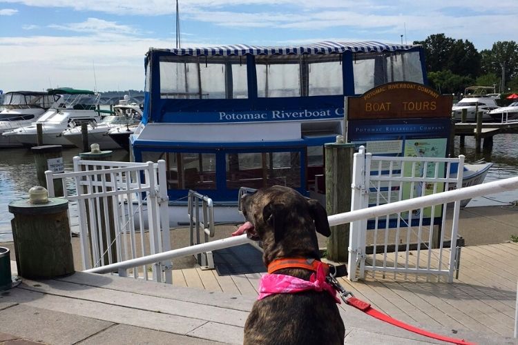 4 Dog Friendly Adventures in the DC Area, including a Canine Cruise and visiting local wineries and breweries. 