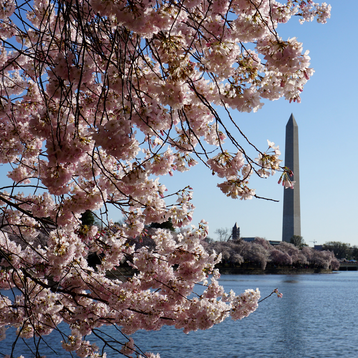 Don't miss seeing the DC Cherry Blossoms in the spring!
