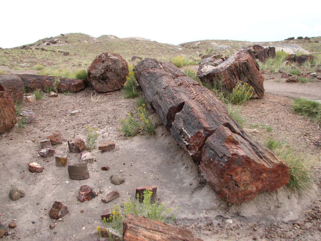 Pretty amazing to think that these logs are made of rock at the Petrified National Forest. 