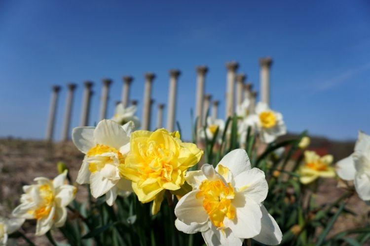 The US National Arboretum is a beautiful gem to add to your DC bucket list. Reasons to visit include the unique bonsai museum and the fabulous garden collections.  