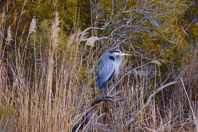 Back Bay National Wildlife Refuge