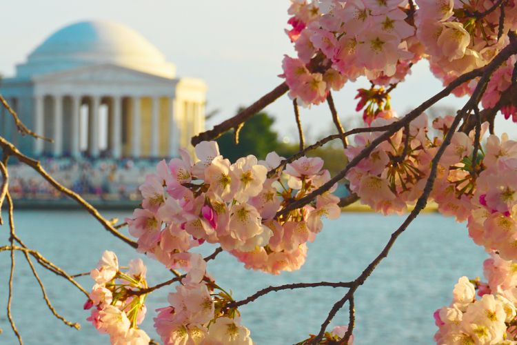 Spring is a great time to visit Washington, DC. Here's 5 tips to help you enjoy Washington DC's beautiful Cherry Blossoms.