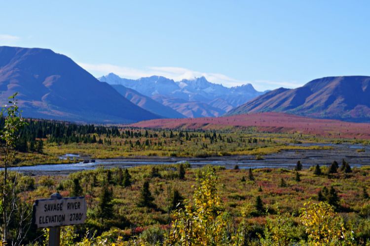 Savage River View - Denali National Park. 